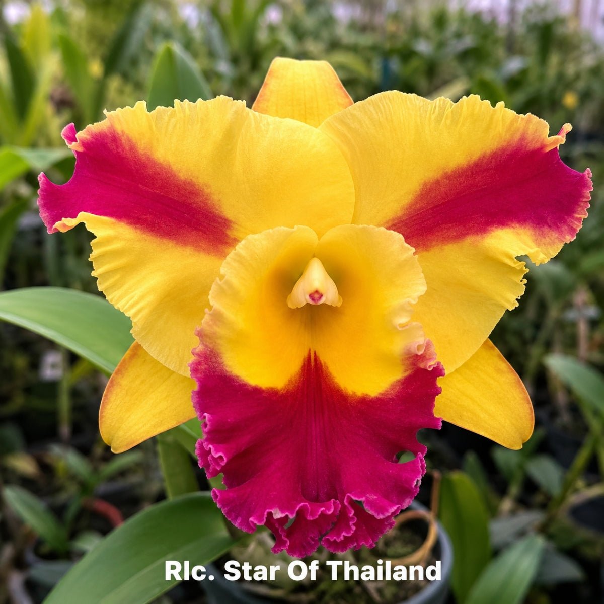 Rlc. Star of Thailand Cattleya Orchid Mericlone