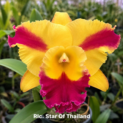 Rlc. Star of Thailand Cattleya Orchid Mericlone