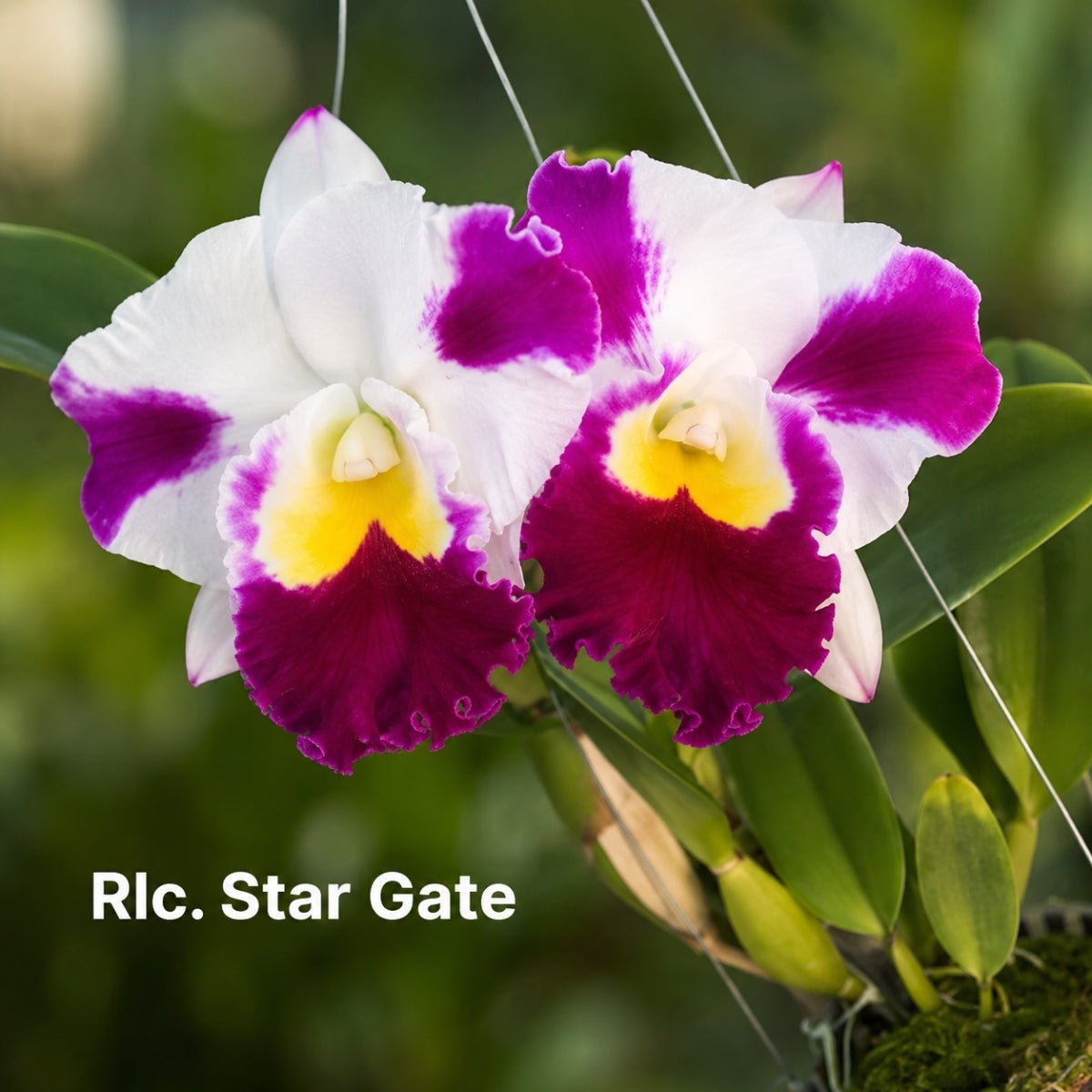 Cattleya Orchid Mericlone – Orchidaceae – Cattleya spp. - 50mm &amp; 100mm - Oldboy&
