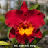 Cattleya Orchid Mericlone – Orchidaceae – Cattleya spp. - 50mm & 100mm - Oldboy&