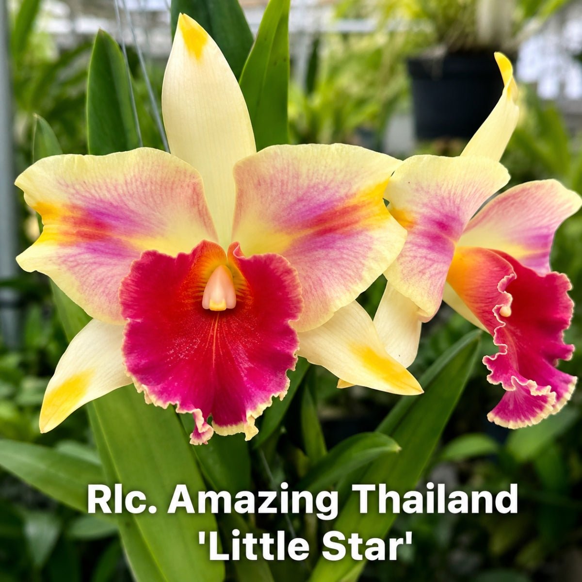 Rlc. Amazing Thailand ‘Little Star’ Cattleya Orchid Mericlone