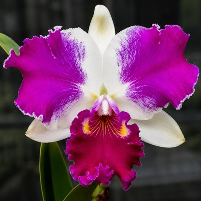Cattleya Orchid Mericlone – Orchidaceae – Cattleya spp. - 50mm &amp; 100mm - Oldboy&