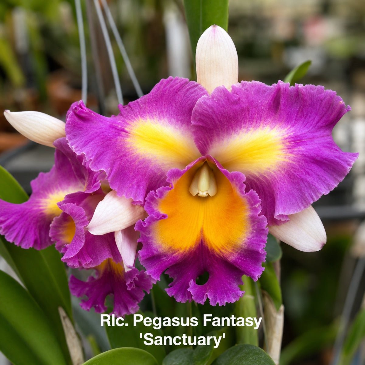Cattleya Orchid Mericlone – Orchidaceae – Cattleya spp. - 50mm &amp; 100mm - Oldboy&