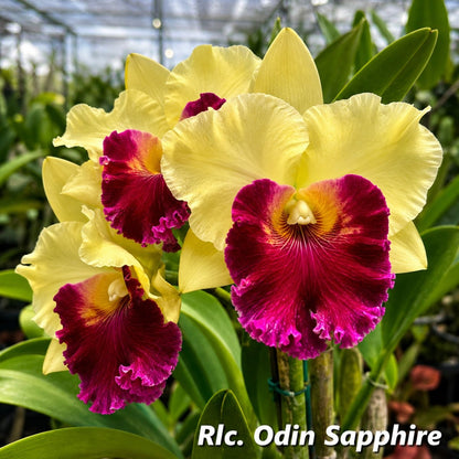 Rlc. Odin Sapphire Cattleya Orchid Mericlone
