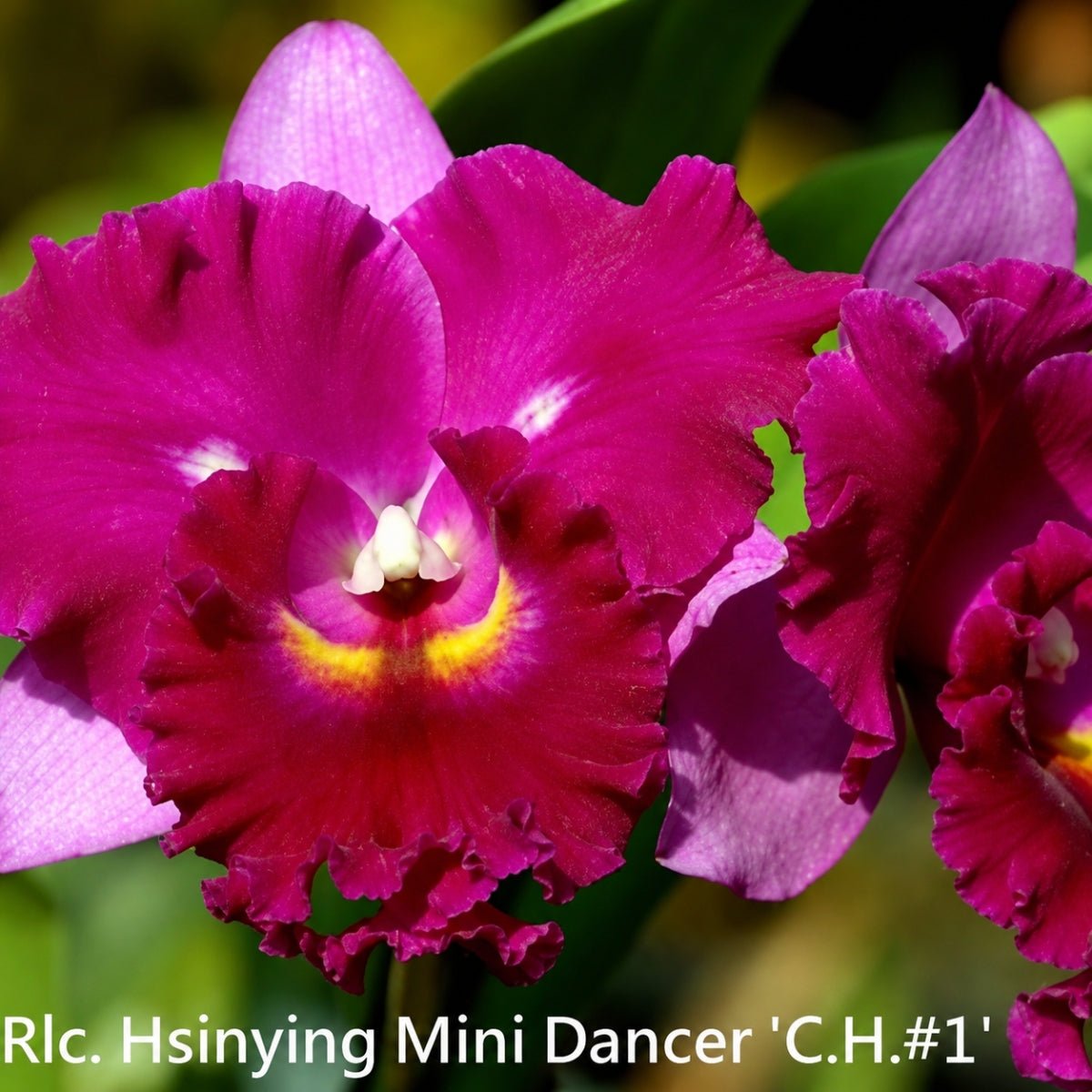Cattleya Orchid Mericlone – Orchidaceae – Cattleya spp. - 50mm &amp; 100mm - Oldboy&