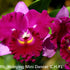 Cattleya Orchid Mericlone – Orchidaceae – Cattleya spp. - 50mm & 100mm - Oldboy&