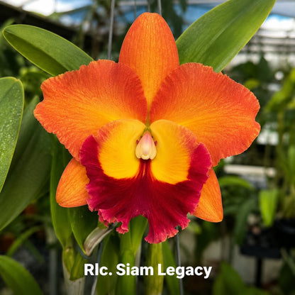 Rlc. Siam Legacy Cattleya Orchid Mericlone