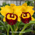 Cattleya Orchid Mericlone – Orchidaceae – Cattleya spp. - 50mm & 100mm - Oldboy&