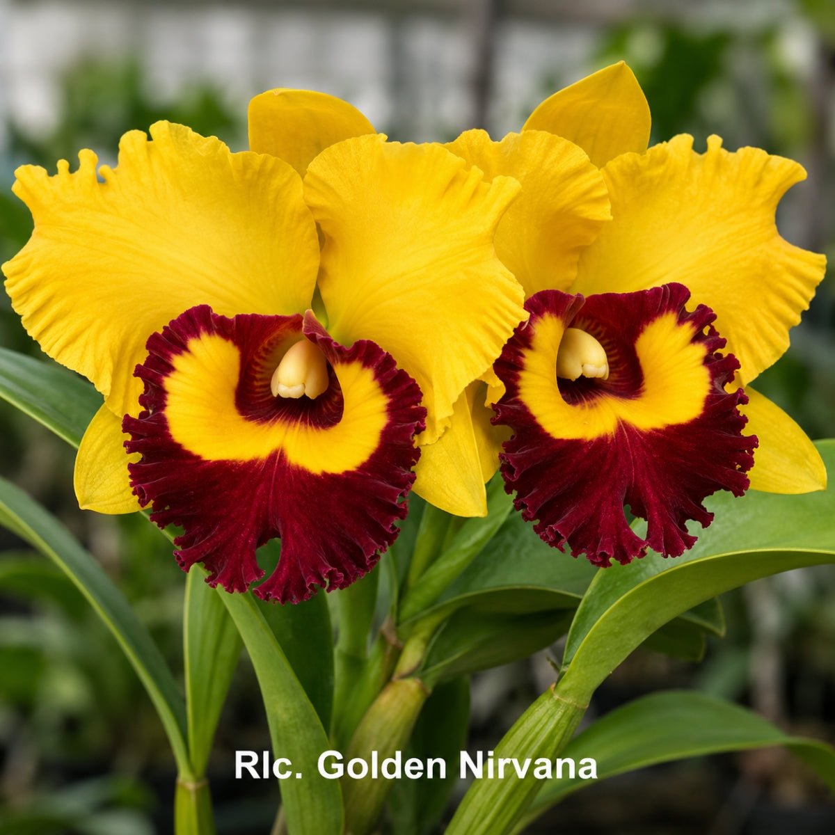 Rlc. Golden Nirvana Cattleya Orchid Mericlone