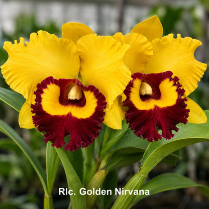 Rlc. Golden Nirvana Cattleya Orchid Mericlone