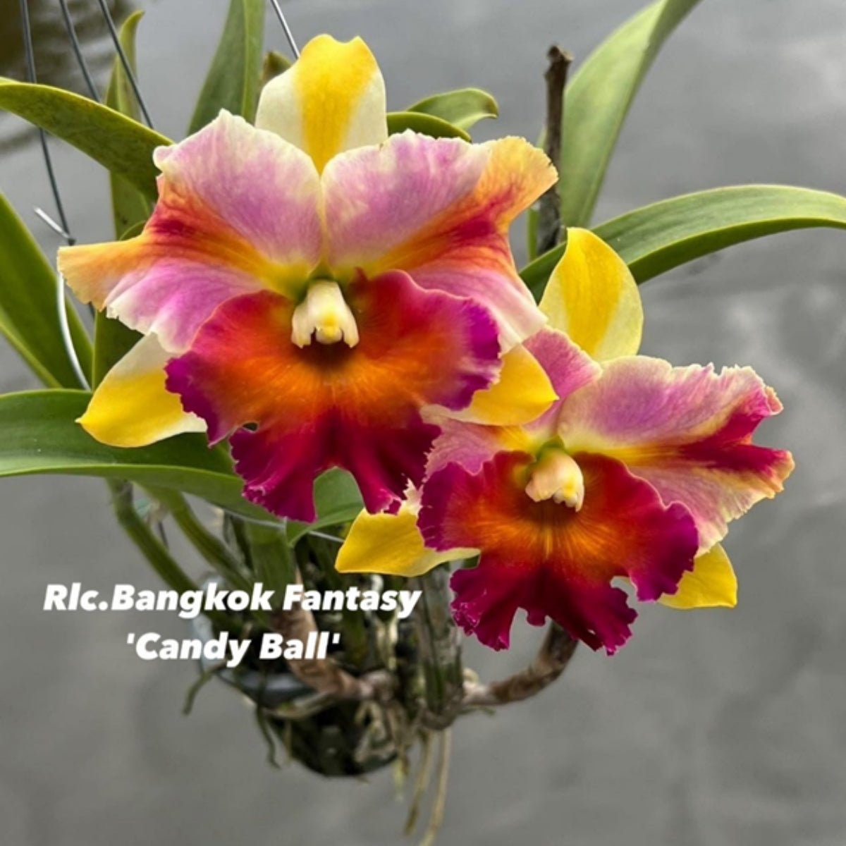 Cattleya Orchid Mericlone – Orchidaceae – Cattleya spp. - Oldboy&