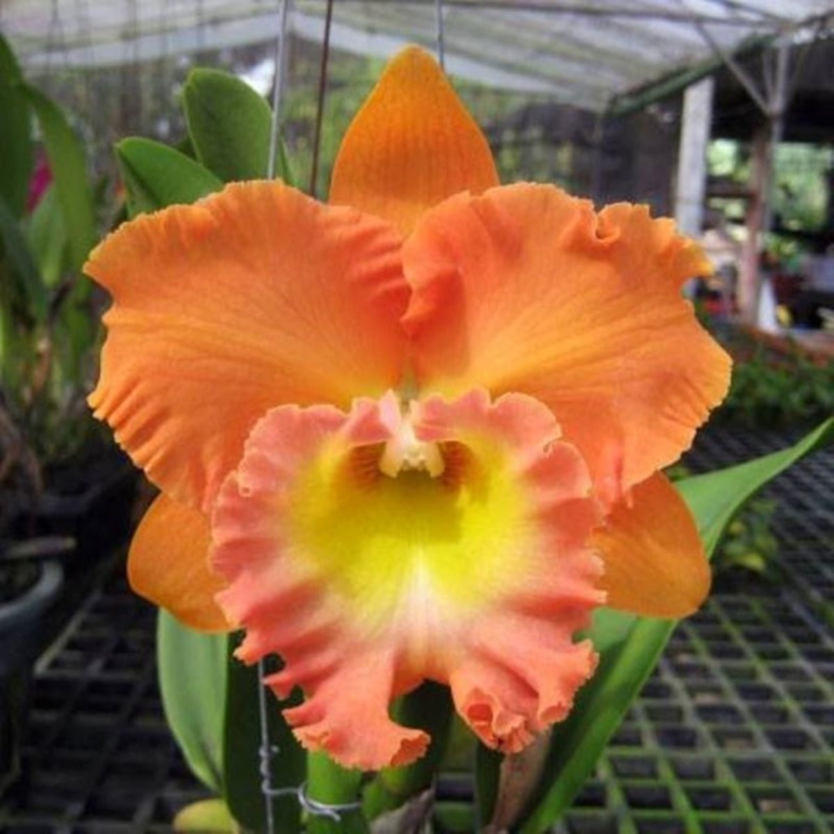 Cattleya Orchid Mericlone – Orchidaceae – Cattleya spp. - Oldboy&