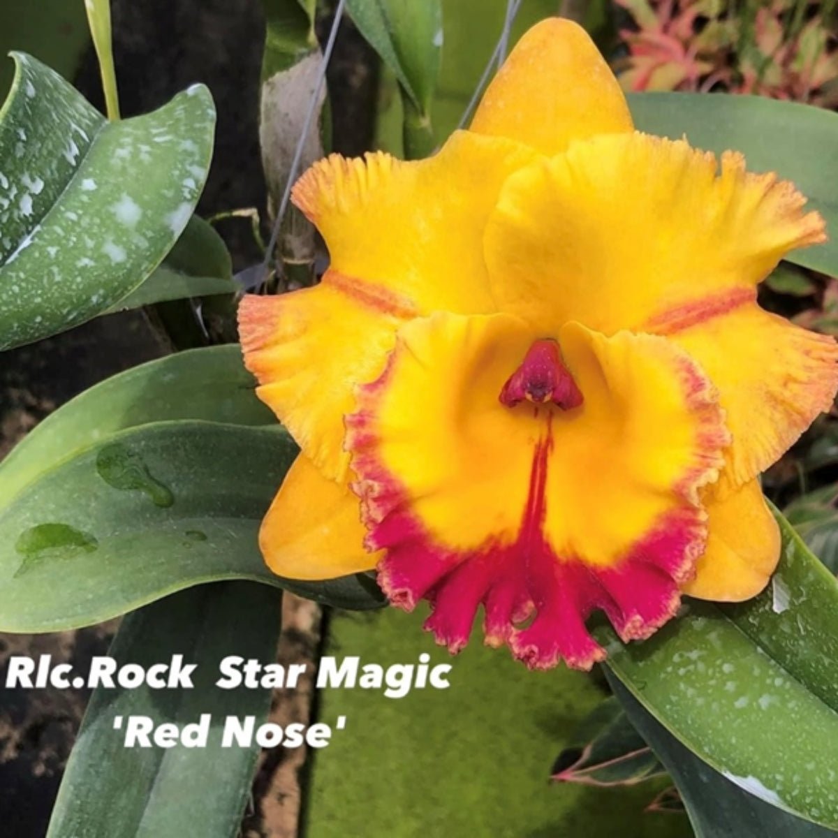 Cattleya Orchid Mericlone – Orchidaceae – Cattleya spp. - Oldboy&