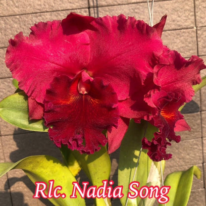 Cattleya Orchid Mericlone – Orchidaceae – Cattleya spp. - Oldboy&