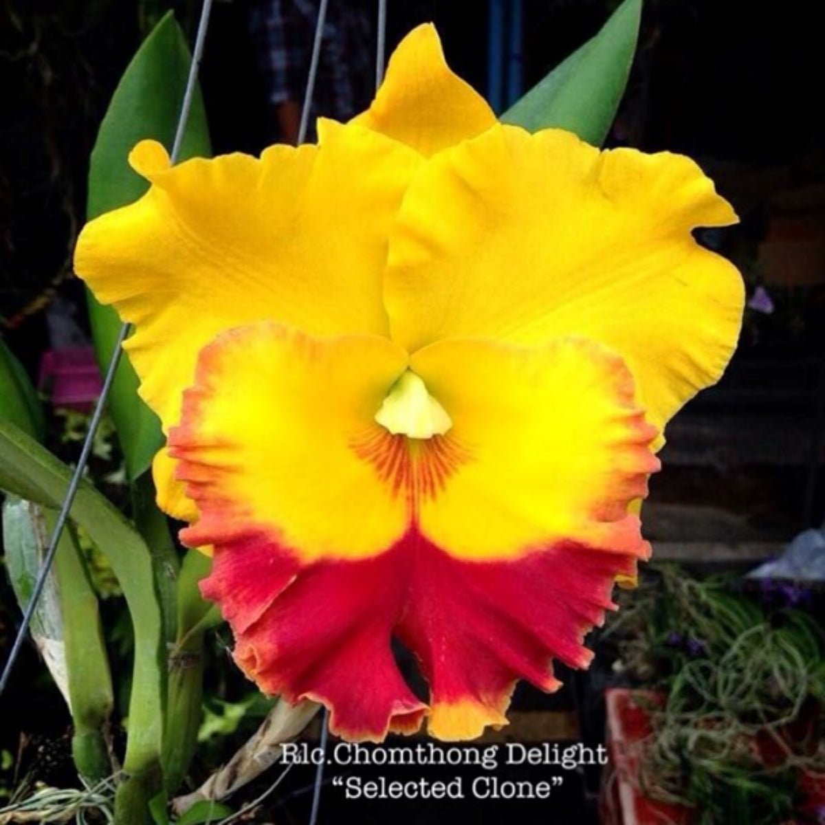 Cattleya Orchid Mericlone – Orchidaceae – Cattleya spp. - Oldboy&