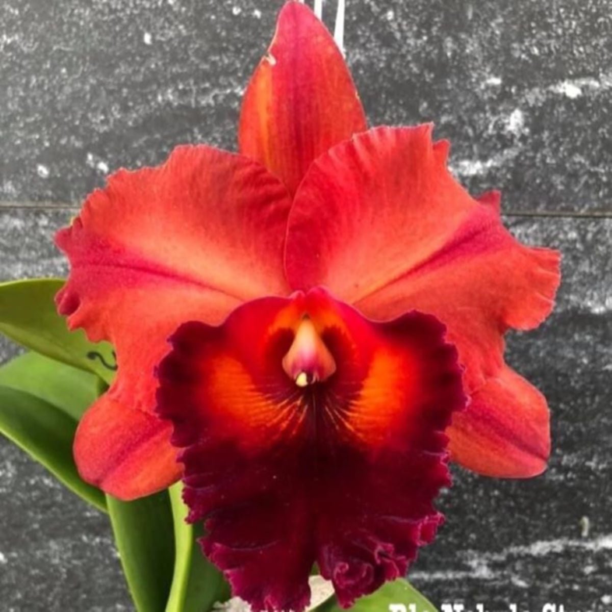 Cattleya Orchid Mericlone – Orchidaceae – Cattleya spp. - Oldboy&