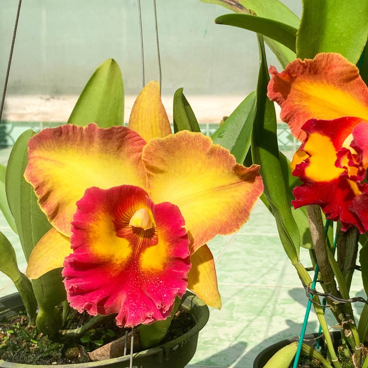 Cattleya Orchid – Orchidaceae – Cattleya spp. - 50mm &amp; 100mm Potted Mericlone - Oldboy&