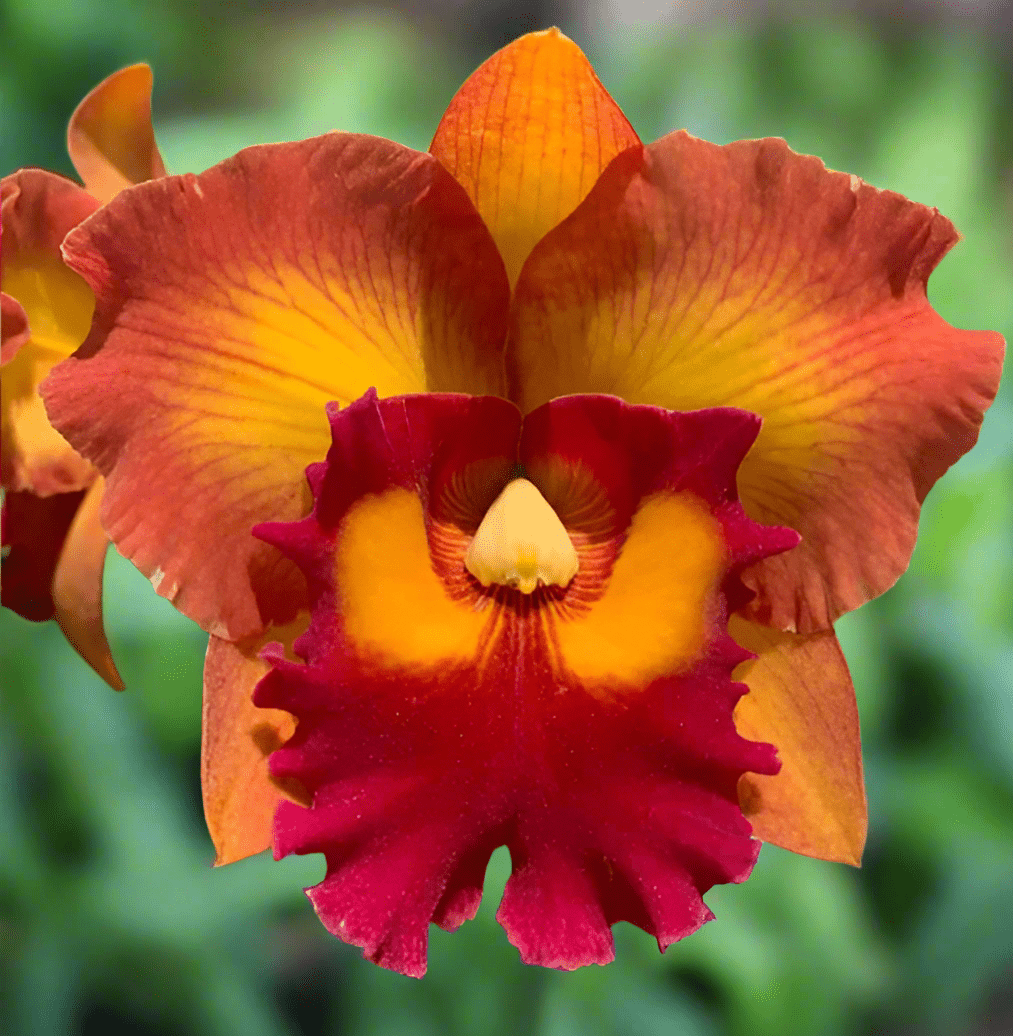 Cattleya Orchid – Orchidaceae – Cattleya spp. - 50mm &amp; 100mm Potted Mericlone - Oldboy&