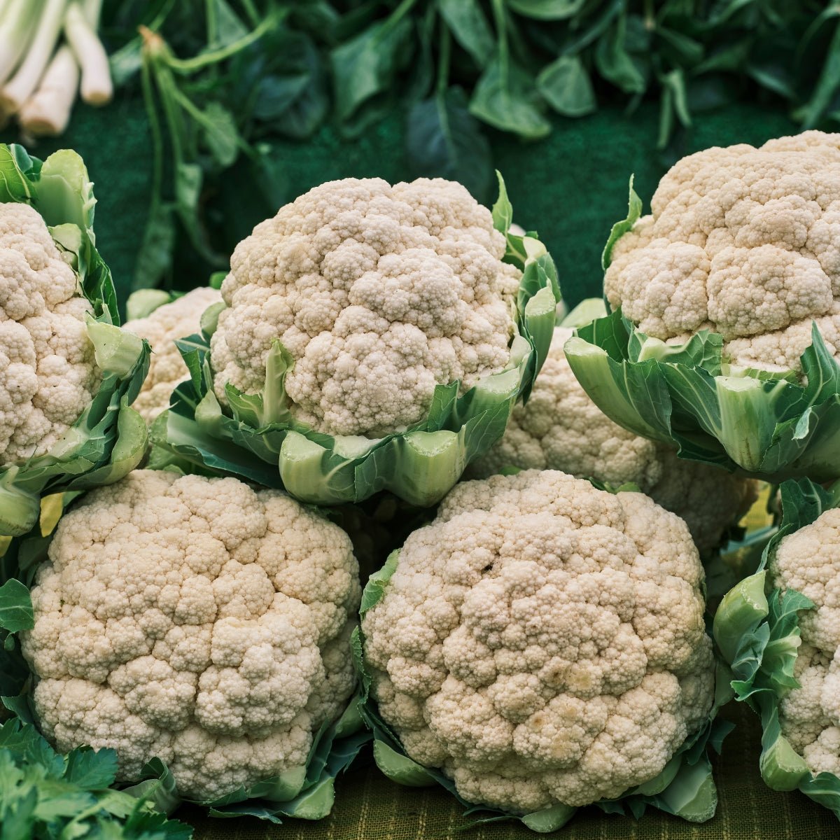 Cauliflower Snowball Early Seeds (Brassica oleracea Botrytis) - Oldboy&
