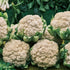 Cauliflower Snowball Early Seeds (Brassica oleracea Botrytis) - Oldboy&