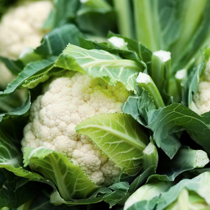 Cauliflower Snowball Early Seeds (Brassica oleracea Botrytis) - Oldboy&