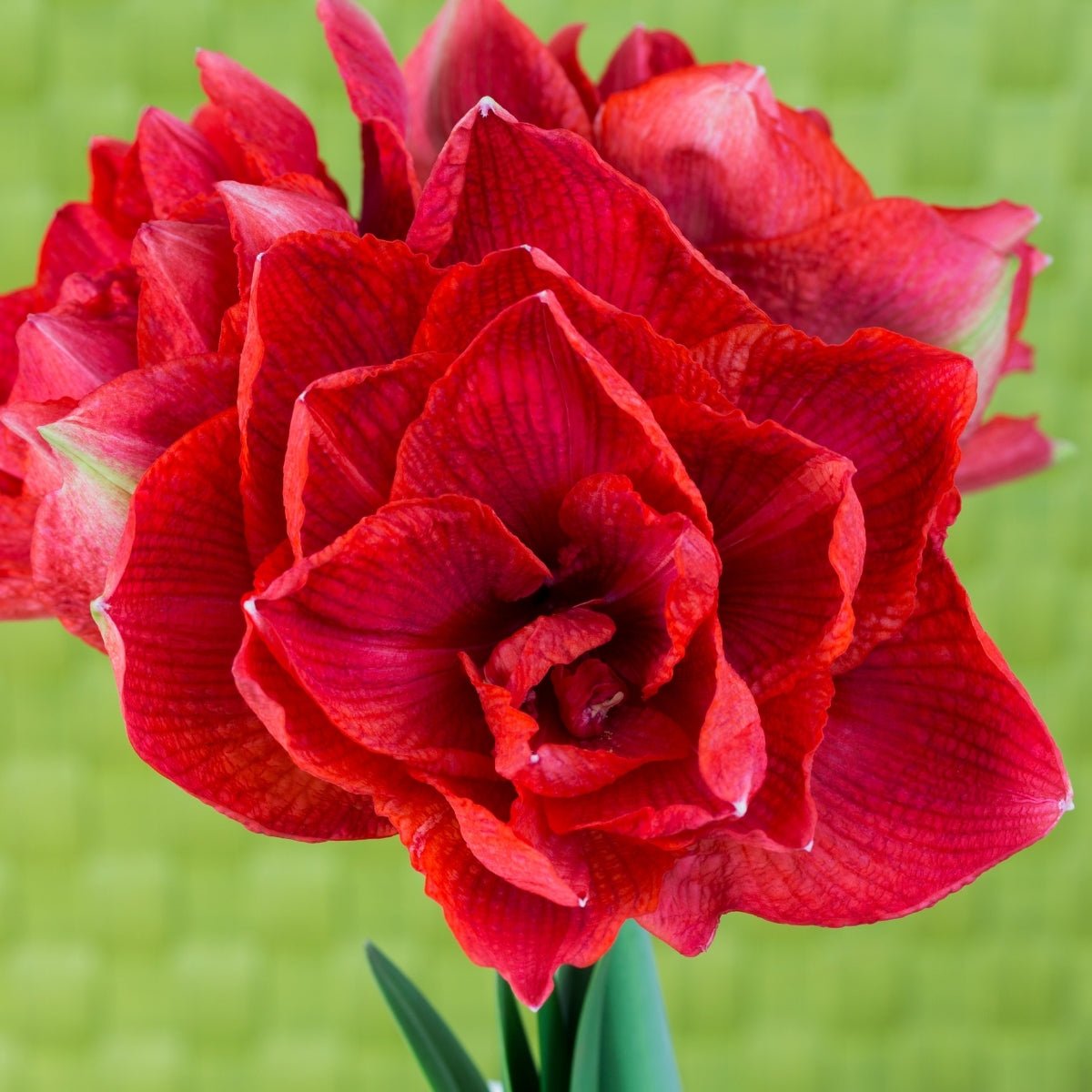 Cherry Nymph Hippeastrum Bulb | Double Cherry-Red Amaryllis - Oldboy&