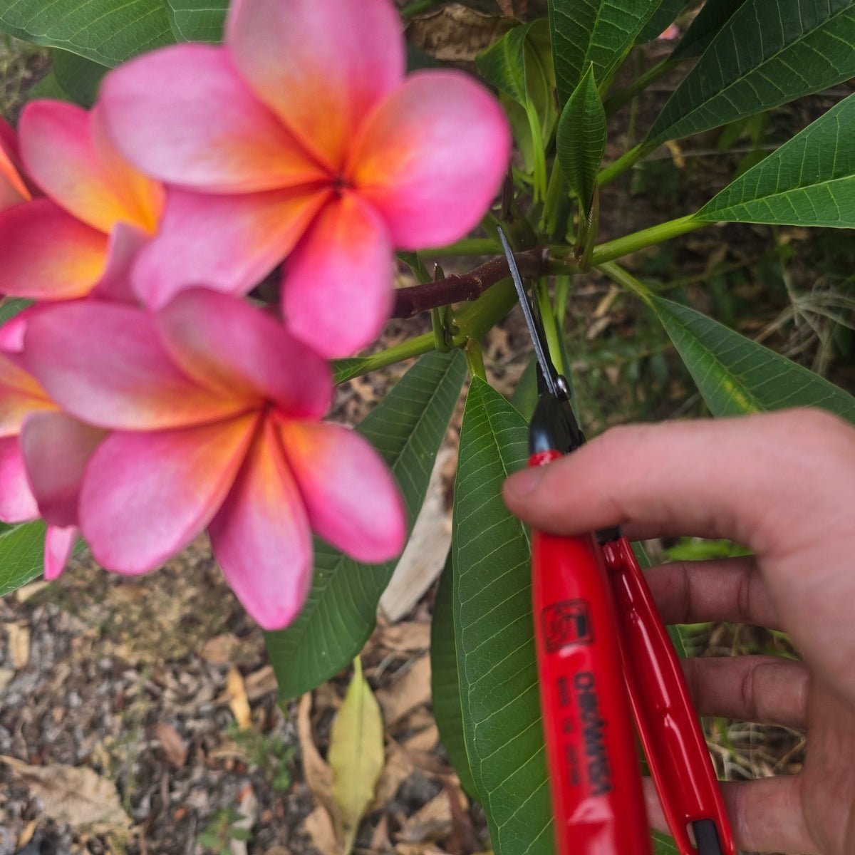 Chikamasa T - 55C Professional Pruning Shears – 190mm Carbon Steel Garden Scissors | Japanese Precision for Fruit, Vegetable &amp; Flower Harvesting - Oldboy&