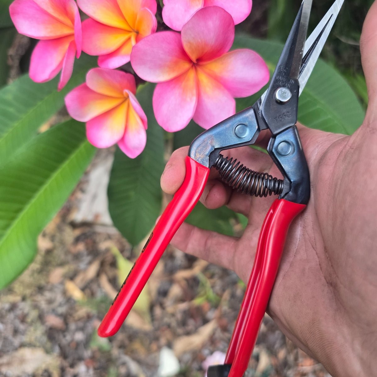 Chikamasa T - 55C Professional Pruning Shears – 190mm Carbon Steel Garden Scissors | Japanese Precision for Fruit, Vegetable &amp; Flower Harvesting - Oldboy&