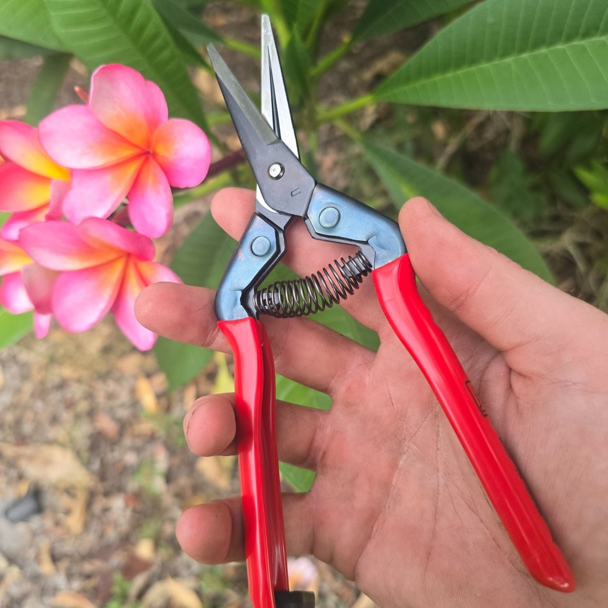 Chikamasa T - 55C Professional Pruning Shears – 190mm Carbon Steel Garden Scissors | Japanese Precision for Fruit, Vegetable &amp; Flower Harvesting - Oldboy&