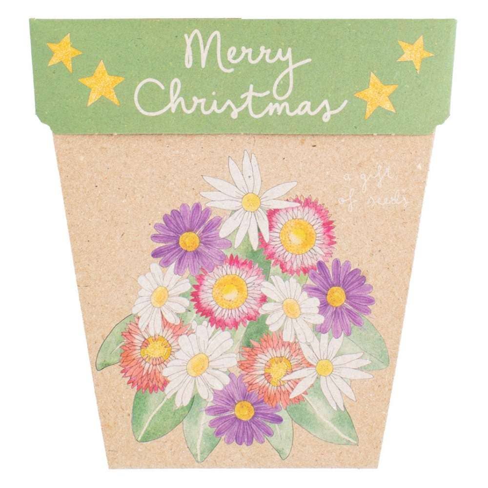 Christmas Native Daisies Gift of Seeds – Festive Blooms That Last 🎁🌼 - Oldboy&