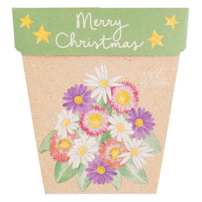 Christmas Native Daisies Gift of Seeds – Festive Blooms That Last 🎁🌼 - Oldboy&