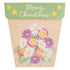 Christmas Native Daisies Gift of Seeds – Festive Blooms That Last 🎁🌼 - Oldboy&