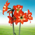 Christmas Star - Hippeastrums | Amaryllis - Pre - order - Oldboy&