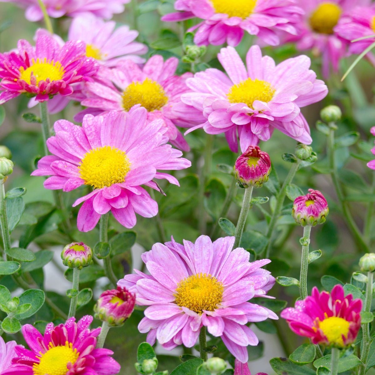 Chrysanthemum Robinson’s Giant Mixed Seeds – Painted Daisy Mixed Flowers for Beds, Borders &amp; Cut Flower Gardens - Oldboy&