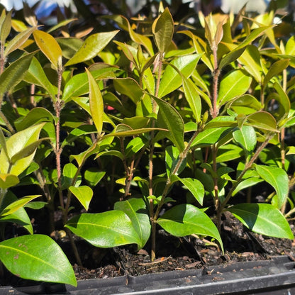 Cinnamon Myrtle – Backhousia myrtifolia | 42mm Tube - Oldboy&