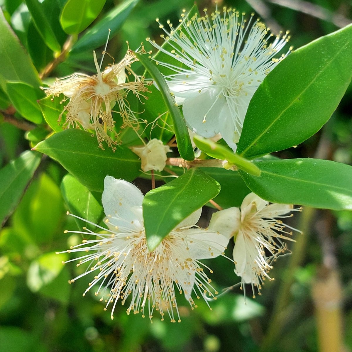 Cinnamon Myrtle – Backhousia myrtifolia | 42mm Tube - Oldboy&