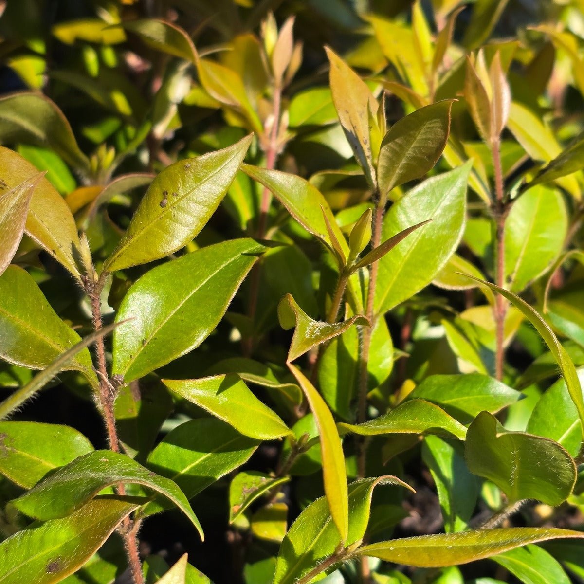 Cinnamon Myrtle – Backhousia myrtifolia | 42mm Tube - Oldboy&