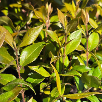 Cinnamon Myrtle – Backhousia myrtifolia | 42mm Tube - Oldboy&