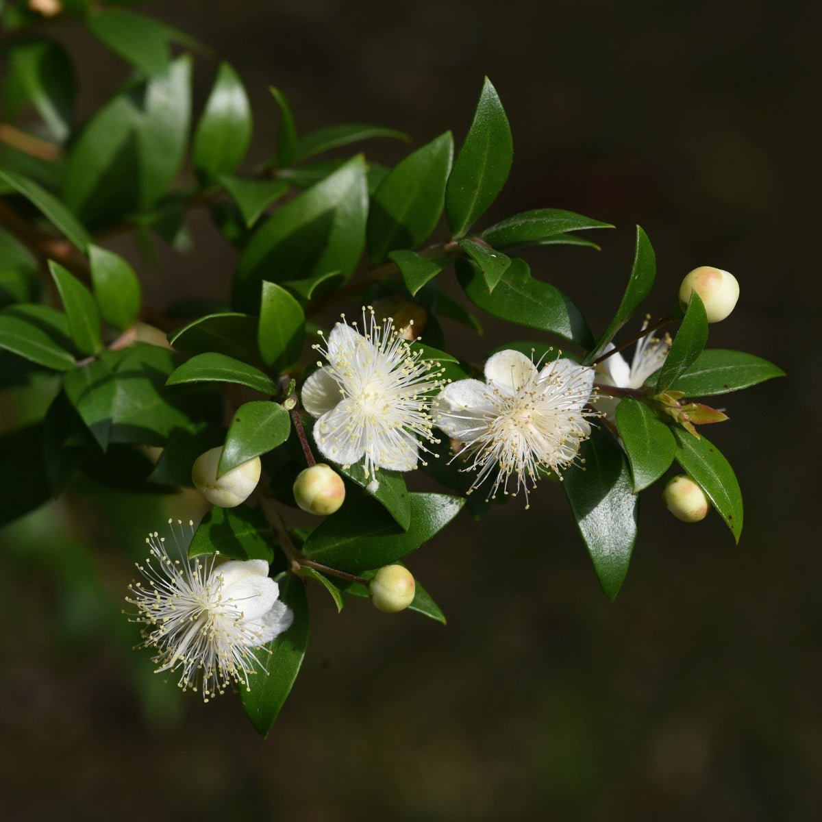 Cinnamon Myrtle – Backhousia myrtifolia | 42mm Tube - Oldboy&