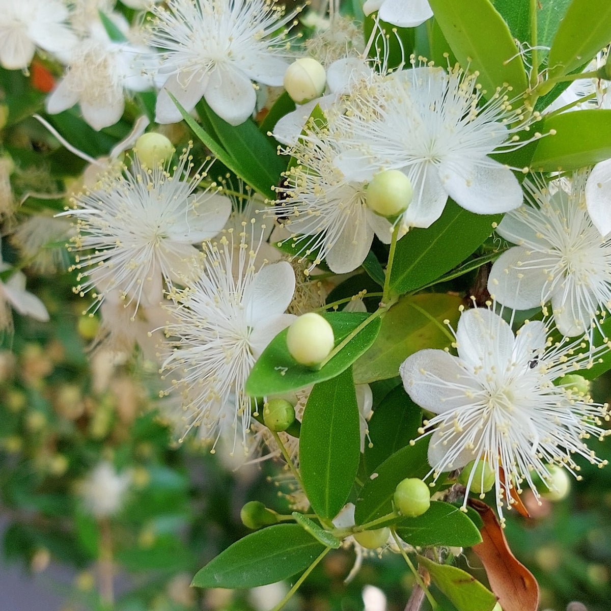Cinnamon Myrtle – Backhousia myrtifolia | 42mm Tube - Oldboy&