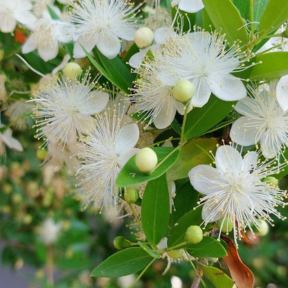 Cinnamon Myrtle – Backhousia myrtifolia | 42mm Tube - Oldboy&
