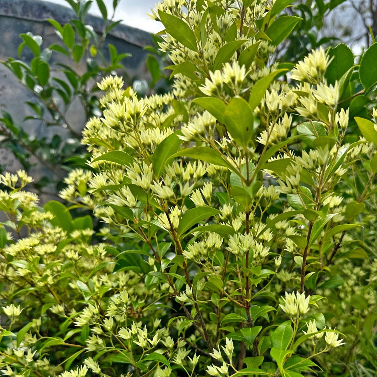 Cinnamon Myrtle – Backhousia myrtifolia | 42mm Tube - Oldboy&