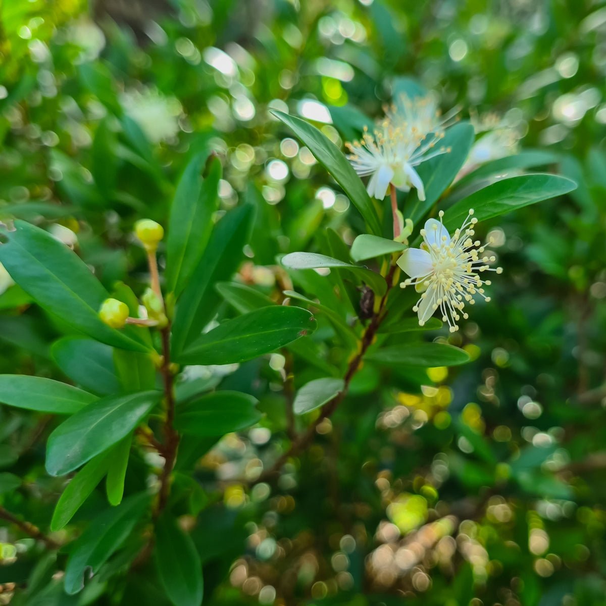 Cinnamon Myrtle – Backhousia myrtifolia | 42mm Tube - Oldboy&
