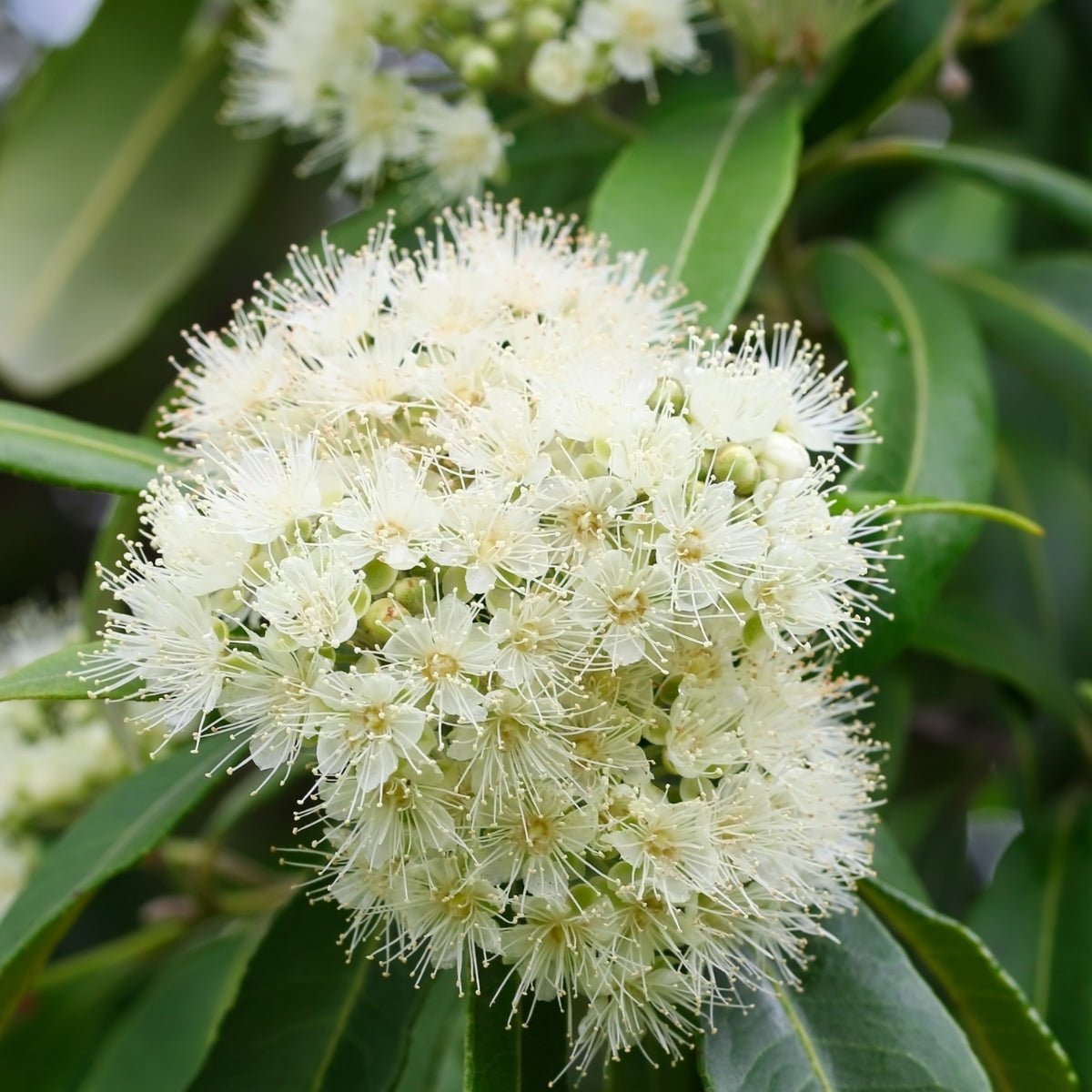 Cinnamon Myrtle – Backhousia myrtifolia | 42mm Tube - Oldboy&