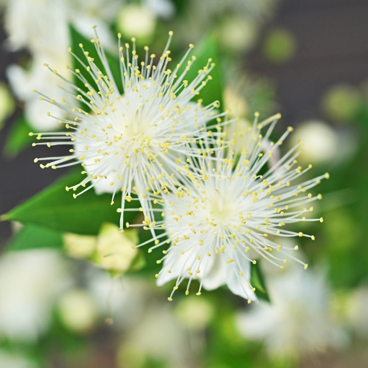 Cinnamon Myrtle – Backhousia myrtifolia | 42mm Tube - Oldboy&