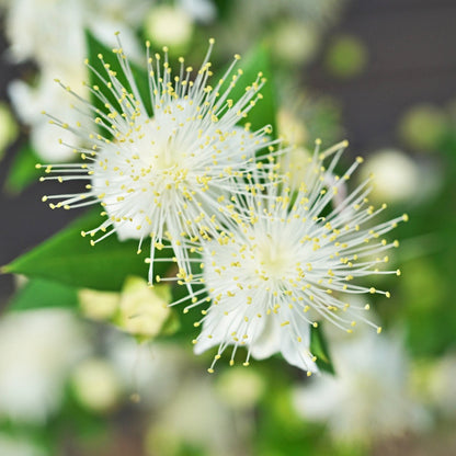 Cinnamon Myrtle – Backhousia myrtifolia | 42mm Tube - Oldboy&