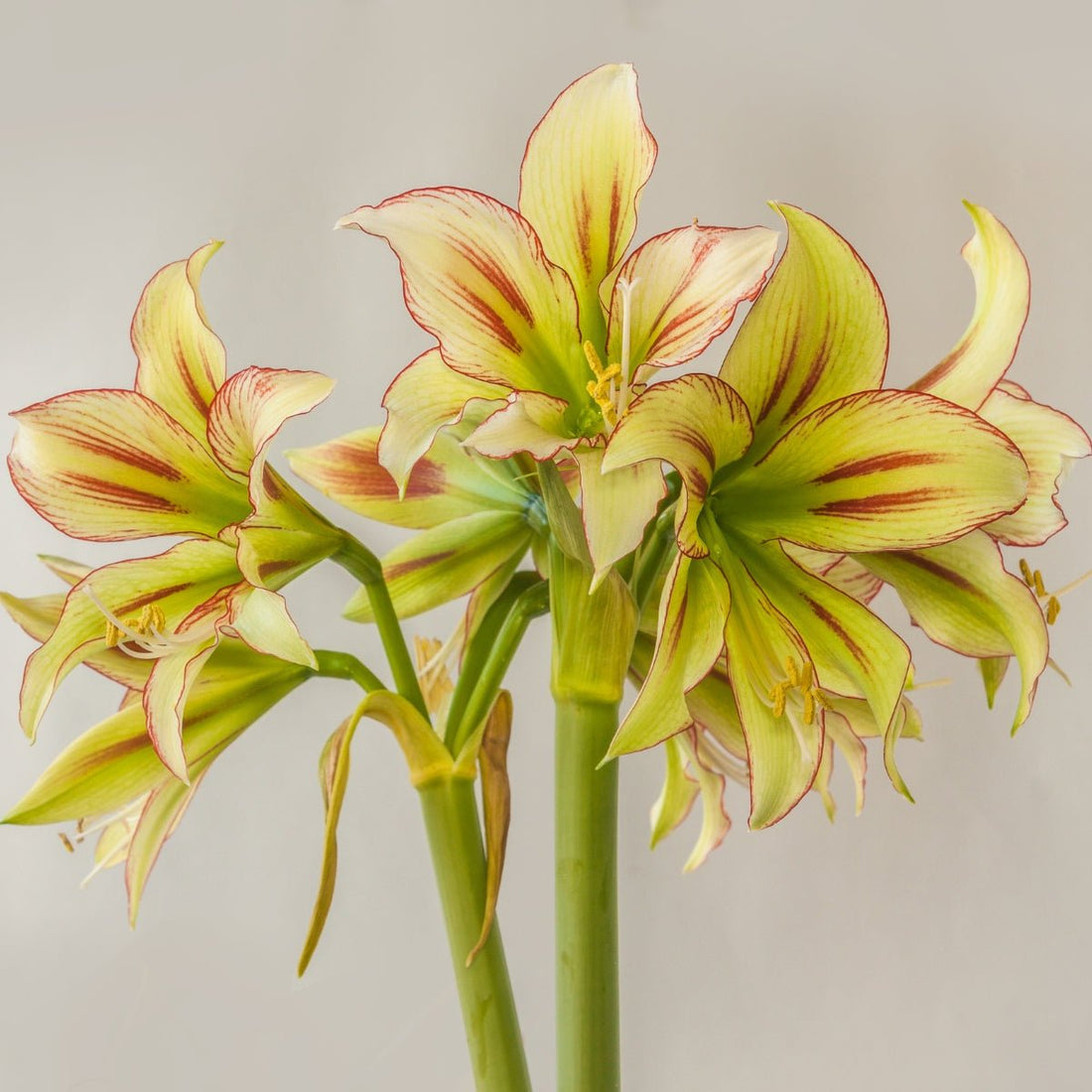 Cleopatra Hippeastrum Bulb | Amaryllis – Lime Green Blooms with Red Stripes - Oldboy&