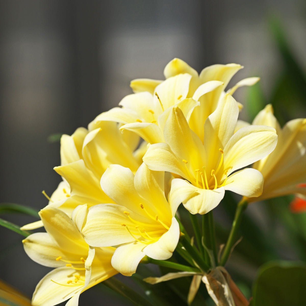 Clivias - Oldboy&