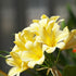 Clivias - Oldboy&