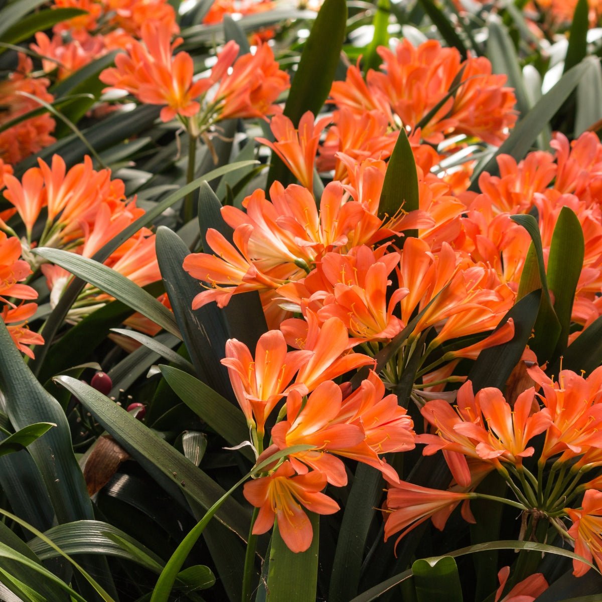 Clivias - Oldboy&